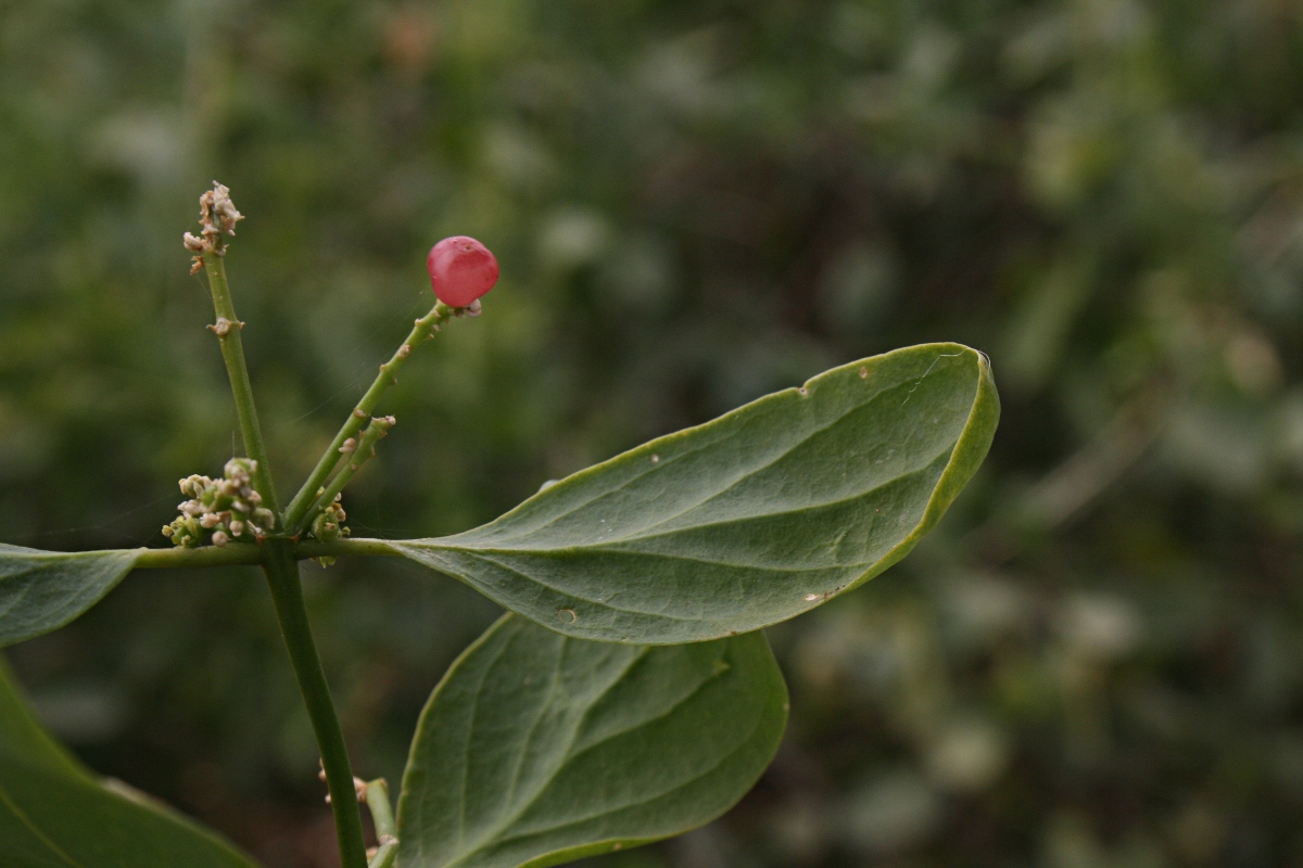 Salvadora persica var. persica