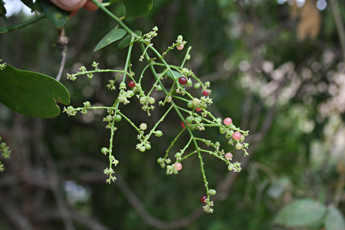 Salvadora persica var. persica