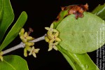 Strychnos madagascariensis