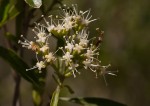 Nuxia oppositifolia