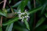 Nuxia oppositifolia