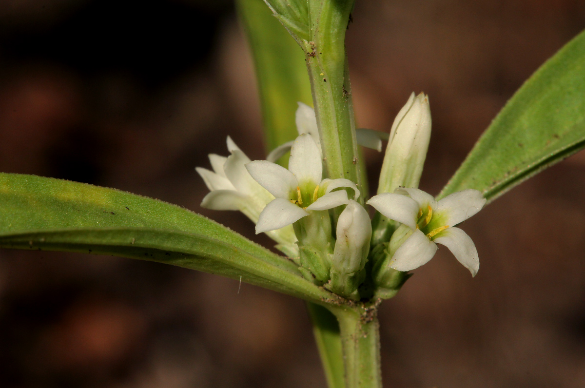 Enicostema axillare subsp. axillare