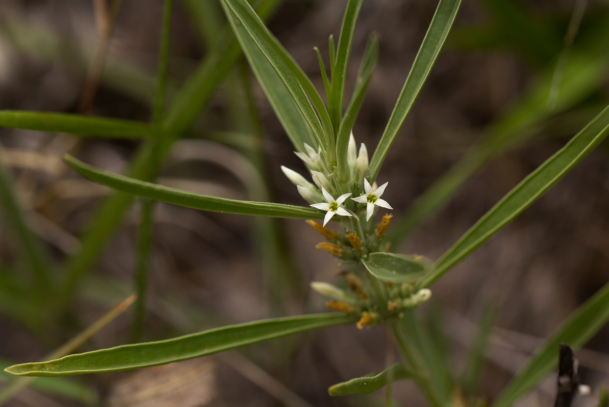 Enicostema axillare subsp. axillare