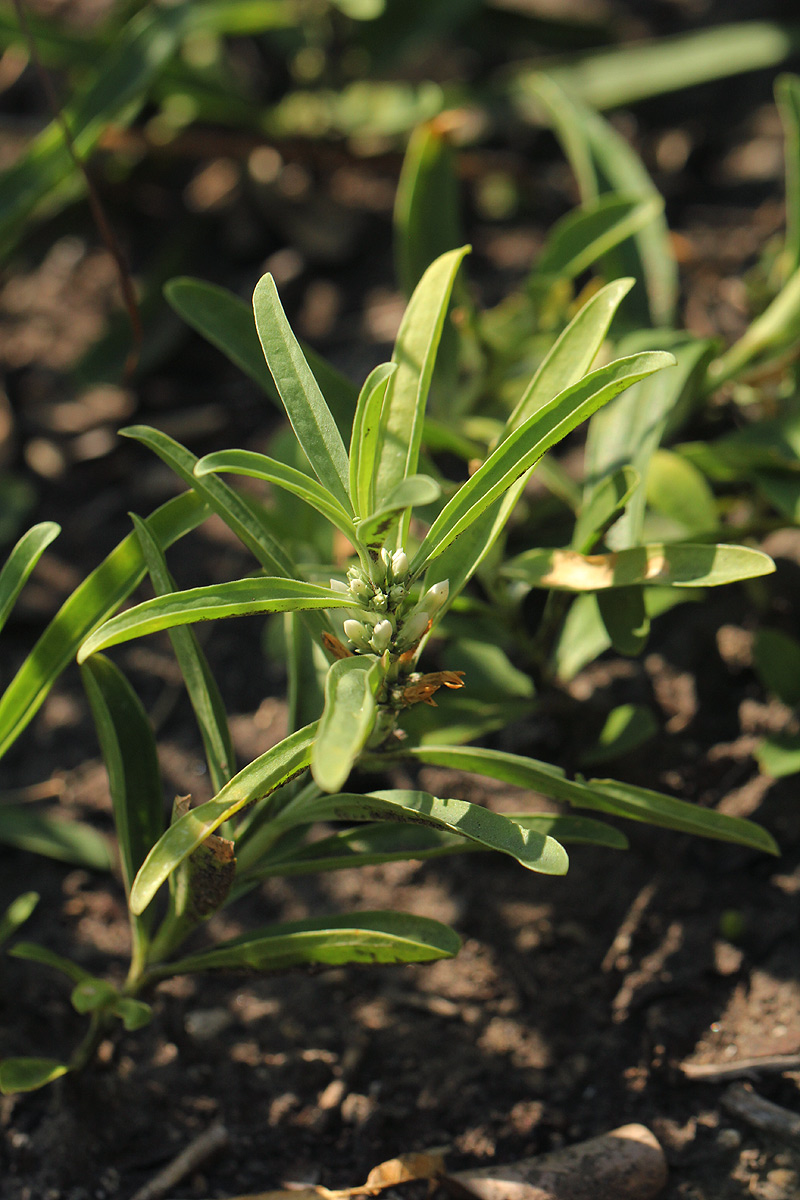 Enicostema axillare subsp. axillare