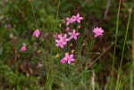 Chironia palustris subsp. transvaalensis