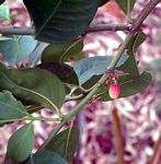 Acokanthera oppositifolia