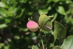 Acokanthera oppositifolia