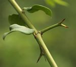 Carissa bispinosa subsp. bispinosa var. bispinosa