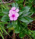 Catharanthus roseus