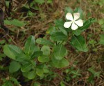 Catharanthus roseus