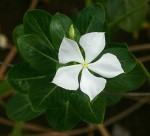 Catharanthus roseus