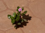 Catharanthus roseus