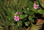 Catharanthus roseus