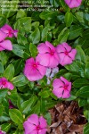 Catharanthus roseus