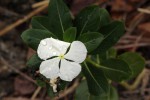 Catharanthus roseus