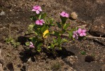 Catharanthus roseus