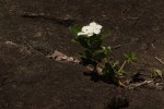 Catharanthus roseus