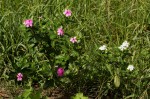 Catharanthus roseus