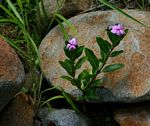 Catharanthus roseus