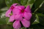 Catharanthus roseus