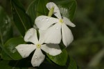 Catharanthus roseus