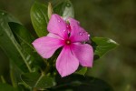 Catharanthus roseus