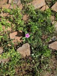 Catharanthus roseus