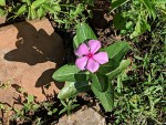 Catharanthus roseus