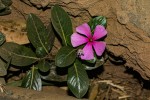 Catharanthus roseus