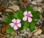 Catharanthus roseus