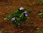 Catharanthus roseus