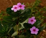 Catharanthus roseus