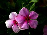 Catharanthus roseus