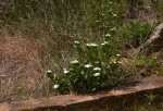 Catharanthus roseus