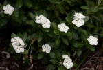 Catharanthus roseus