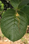 Strophanthus kombe