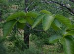 Strophanthus kombe