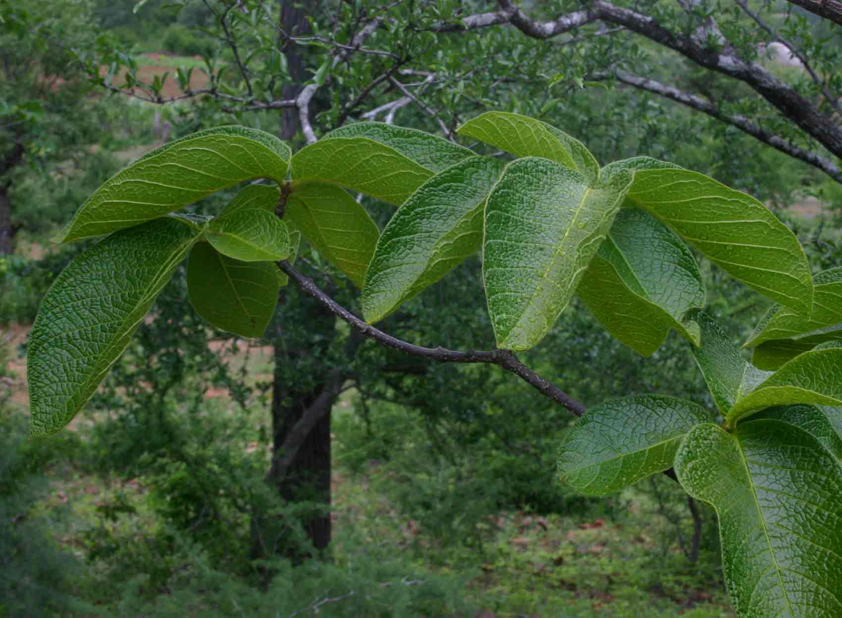 Strophanthus kombe