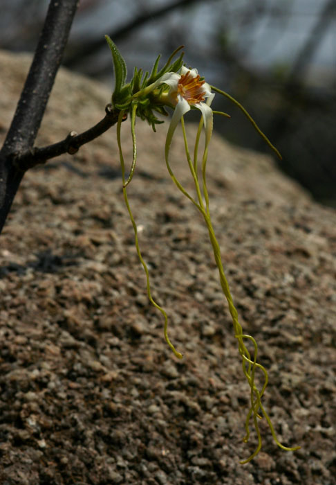 Strophanthus kombe