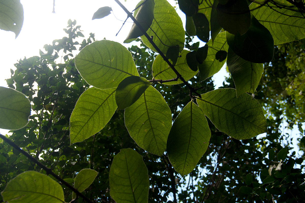 Strophanthus kombe