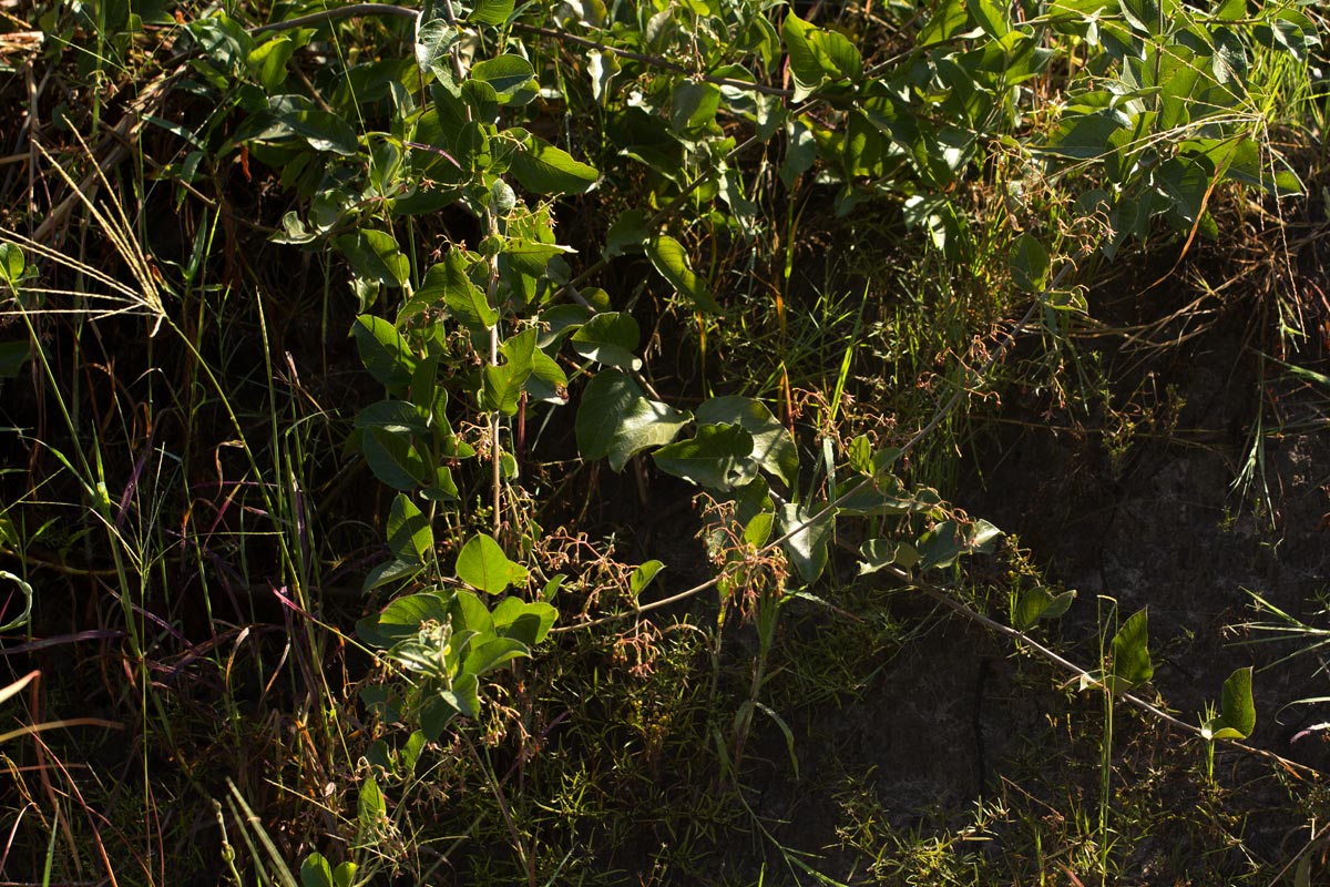 Tacazzea apiculata