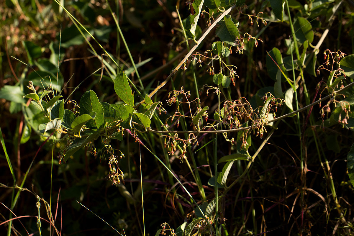 Tacazzea apiculata