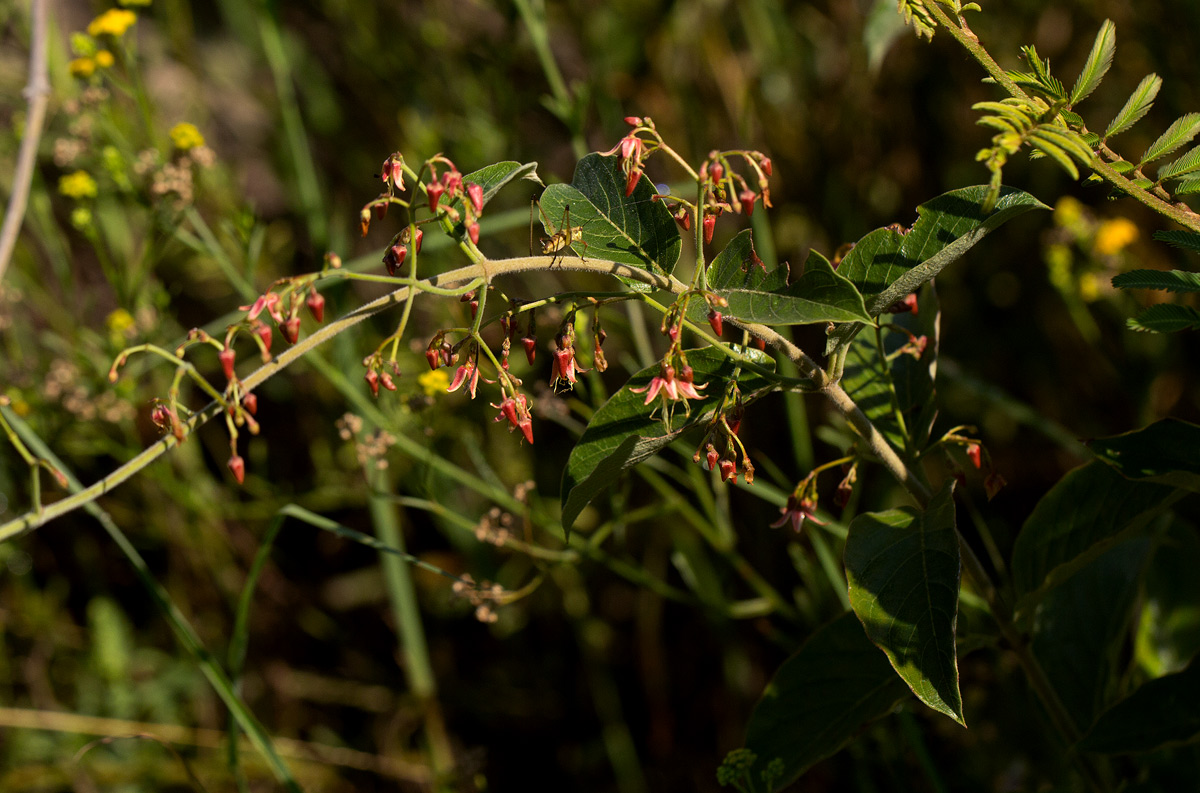 Tacazzea apiculata