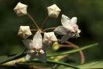 Gomphocarpus fruticosus subsp. fruticosus