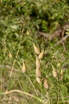 Gomphocarpus fruticosus subsp. fruticosus