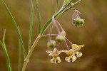 Gomphocarpus fruticosus subsp. fruticosus