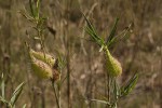 Gomphocarpus fruticosus subsp. fruticosus