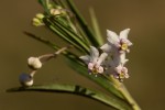 Gomphocarpus fruticosus subsp. fruticosus