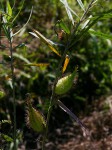 Gomphocarpus fruticosus subsp. fruticosus