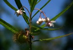 Gomphocarpus fruticosus subsp. fruticosus